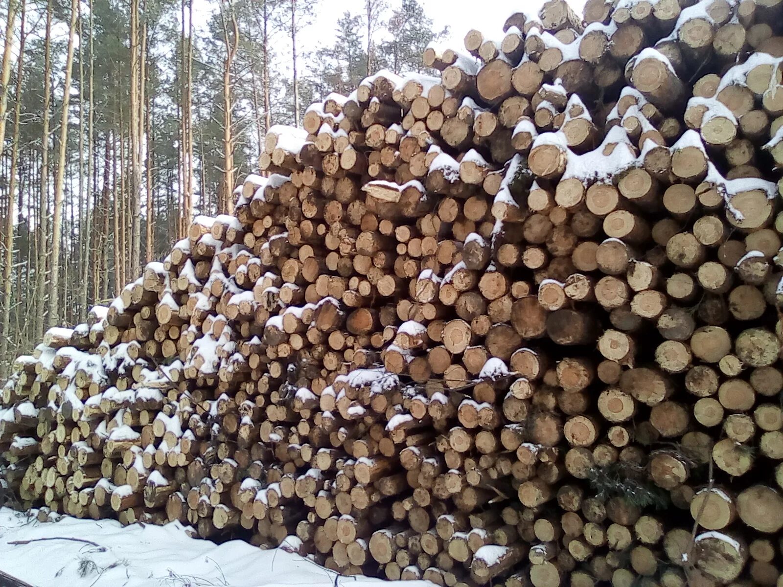 Комаринский лесхоз. Лесхоз товары. Мелиузский лесхоз. Мохнатушка лесхоз.