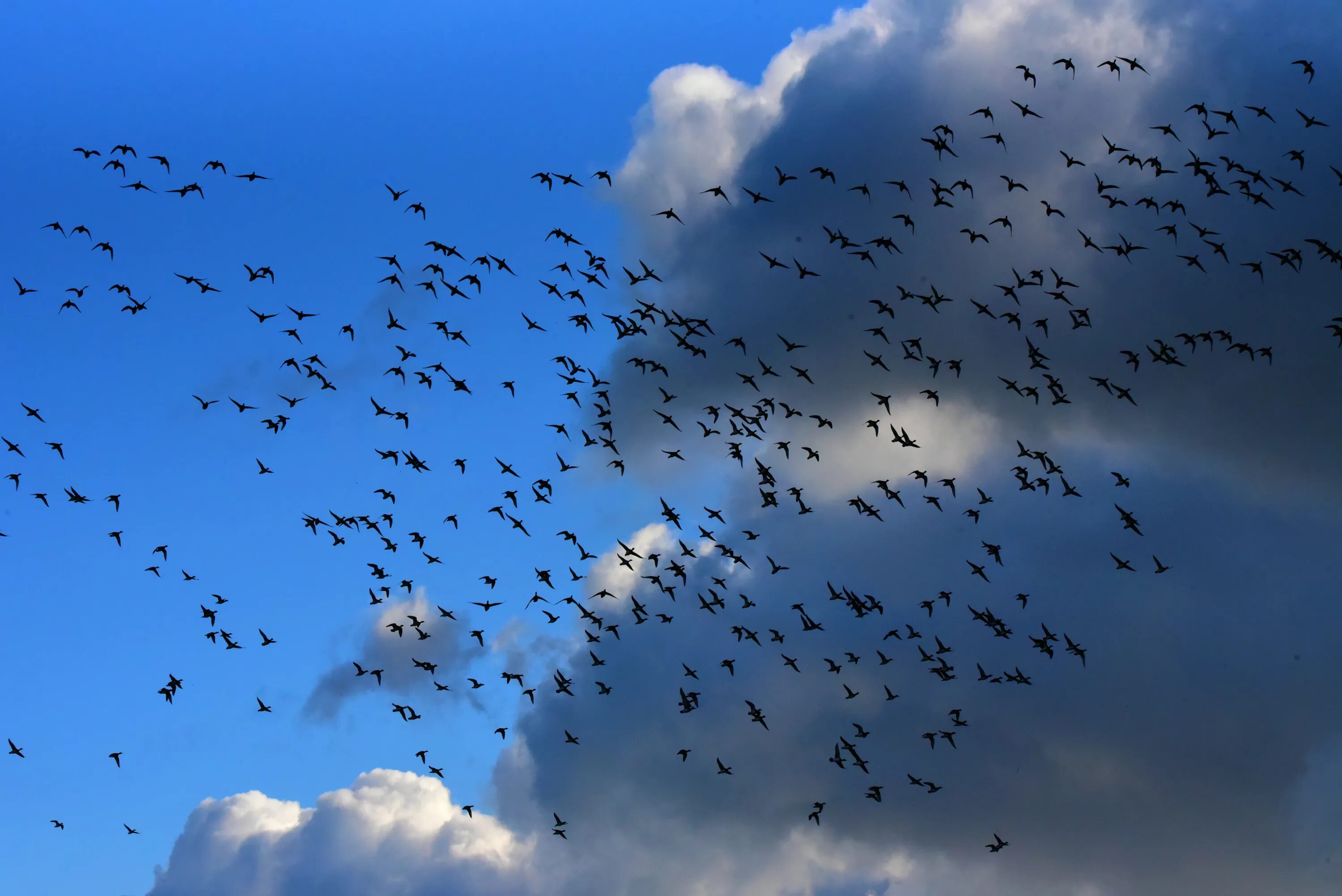 Flock of birds. Стая птиц. Птицы в небе. Птицы улетают. Стрижи в небе птицы.