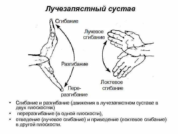 Мышцы выполняющие разворот кисти ладонью. Объем движений в лучезапястном суставе. движения кисти в лучезапястном суставе. отведение лучезапястного сустава радиальное и. лучезапястный сустав норма сгибания.