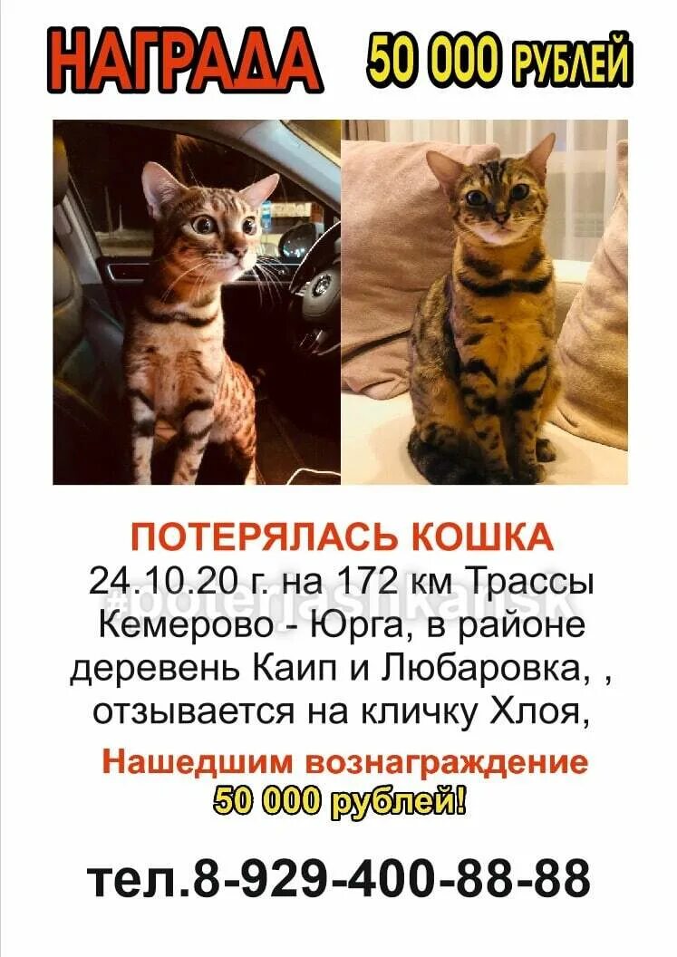 Животные города презентация. Усатый полосатый приют кемерово. Приют в городе кемерово для животных. Акция помощь животным. Общество защиты животных тула.