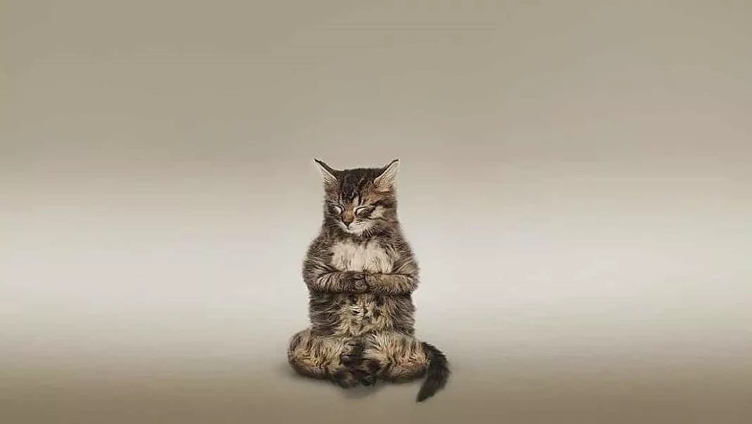 Коты на дзене