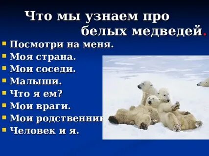 Продолжительность жизни медведя
