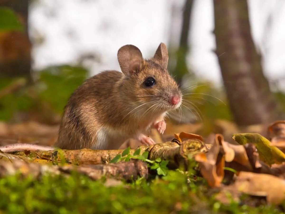 Желтогорлая Лесная мышь. Желтогорлая мышь Apodemus flavicollis. Мышь желтогорлая в Вологодской области. Желтогорлая полевка. Лесная мышь животное