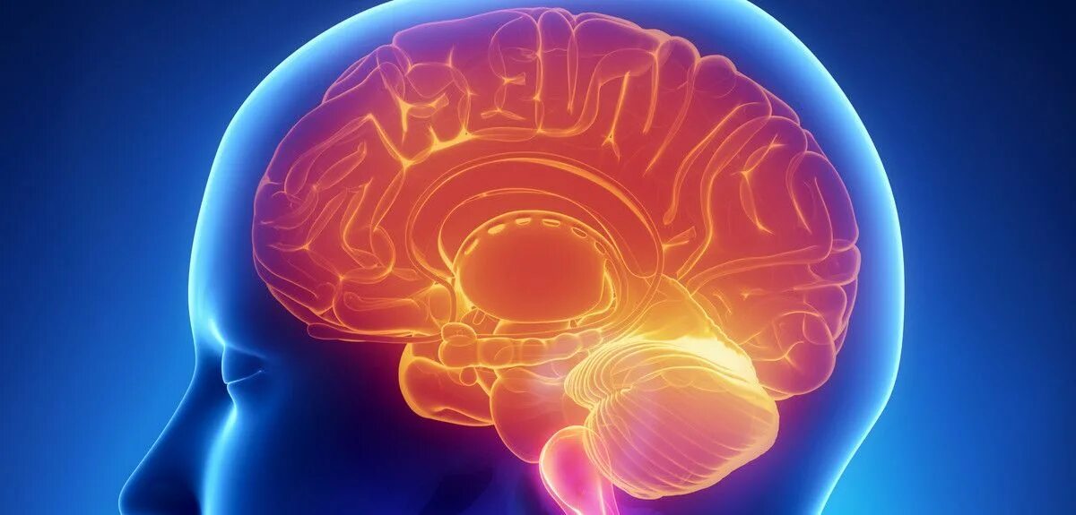 Brain is the most beautiful