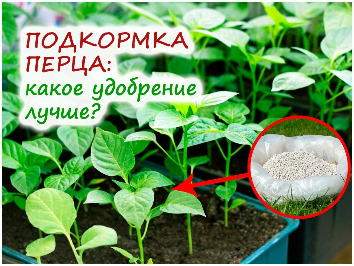 Подкормка перцев в теплице в июле. Удобрение для перцев. подкормка рассады перцев. удобрение для рассады перцев. подкормка рассады томатов.