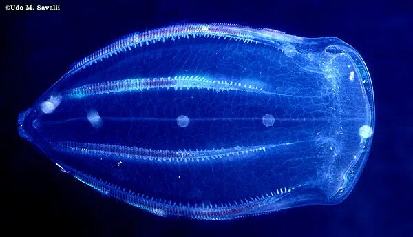 Comb jellies. Гребневика Берое (Beroe ovata). Гребневик Берое Кукумис. Гребневик Болинопсис. Beroe Cucumis.