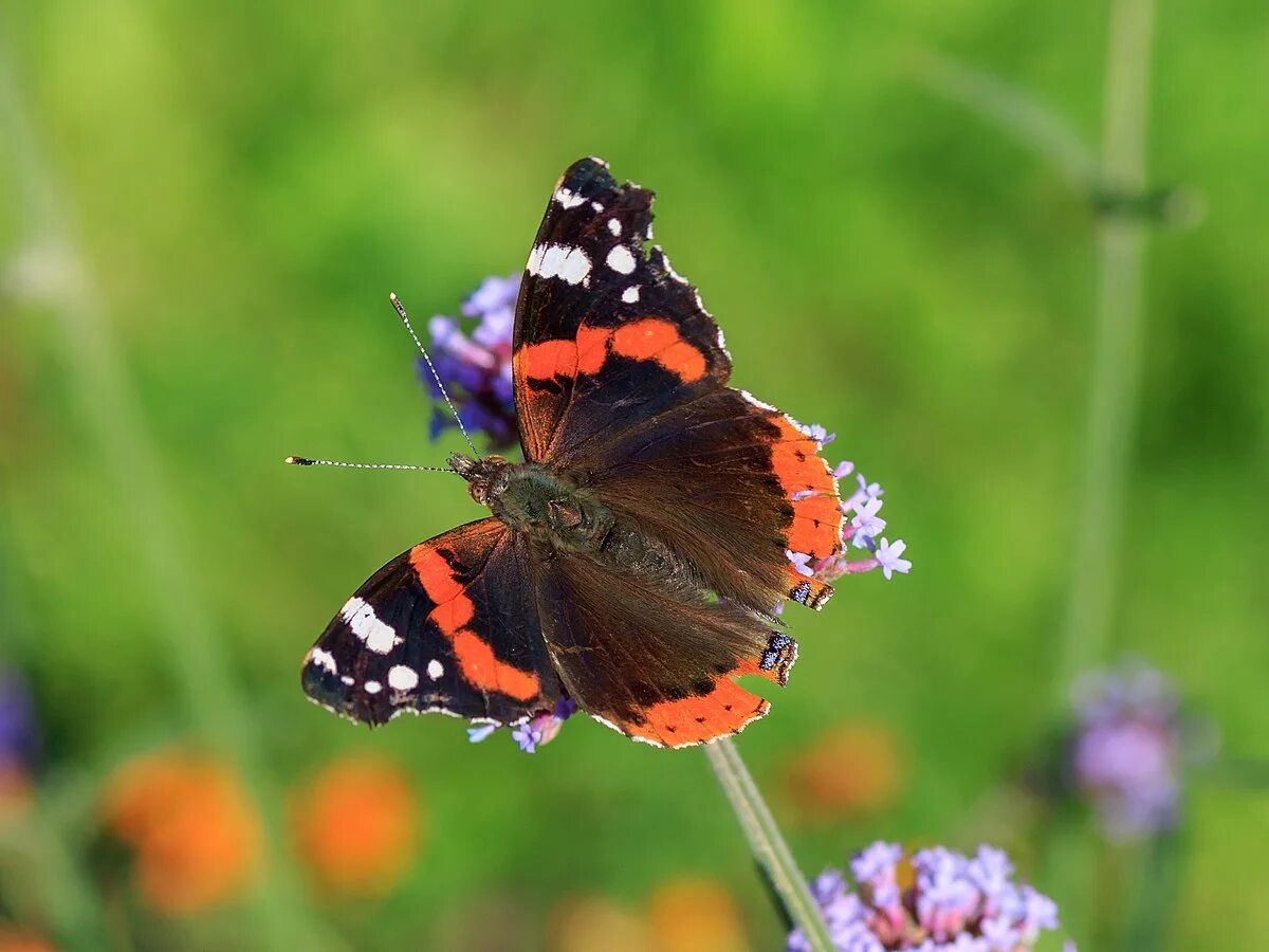 Butterfly does