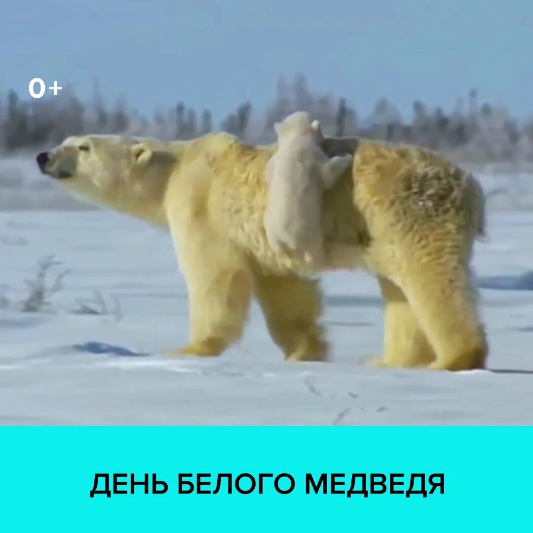 День белого медведя 27 февраля. 27 февраля всемирный день полярного медведя. 27 февраля день полярного медведя. День полярного медведя. 27 февраля международный день белого медведя.
