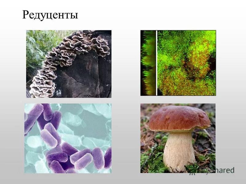 Презентация "Состав почвенной биоты" (8 класс) по биологии - скачать проект