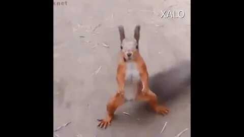 Танцующая белка видео