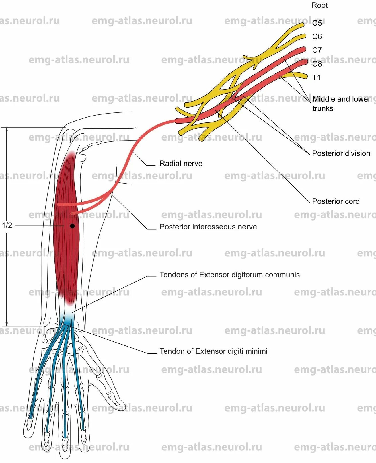M extensor digitorum. Extensor digitorum communis. m extensor digiti minimi. extensor digitorum minimi.