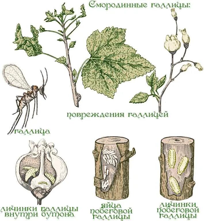 Смородинная галлица. Галлица листовая Смородиновая. Смородиновая стеблевая галлица. Галлицы смородины.