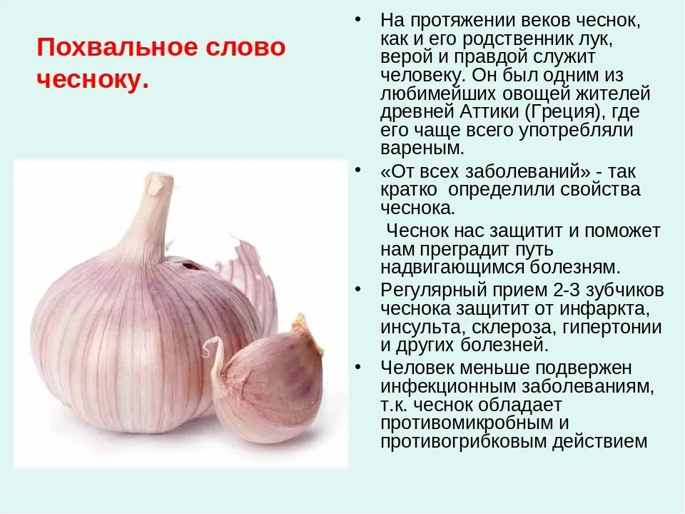 Лук после чеснока можно. Чеснок. Информация о чесноке. Чем полезен чеснок. Полезные свойства чеснока.