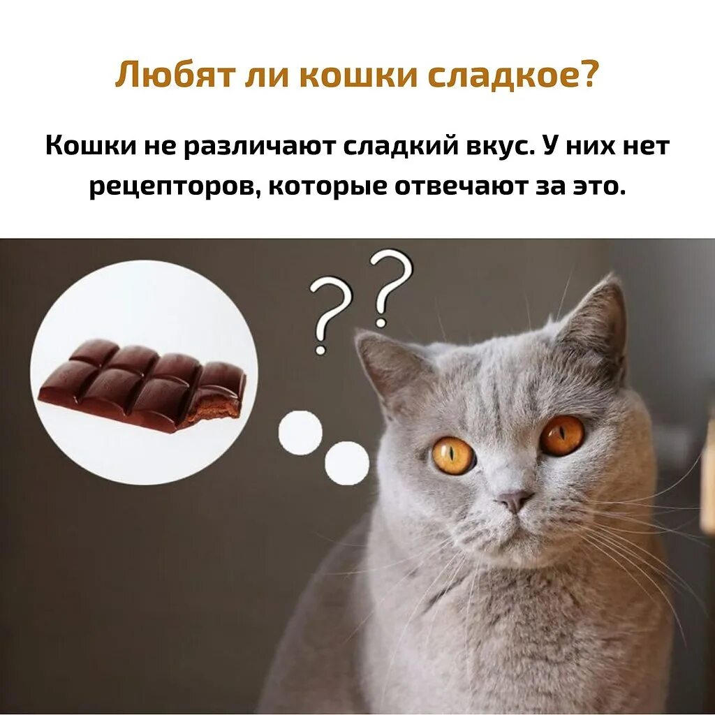 Кошка и шоколад. Существует кошачий шоколад. Кот с шоколадкой. Кошка ест шоколад. Можно кошкам сладкое