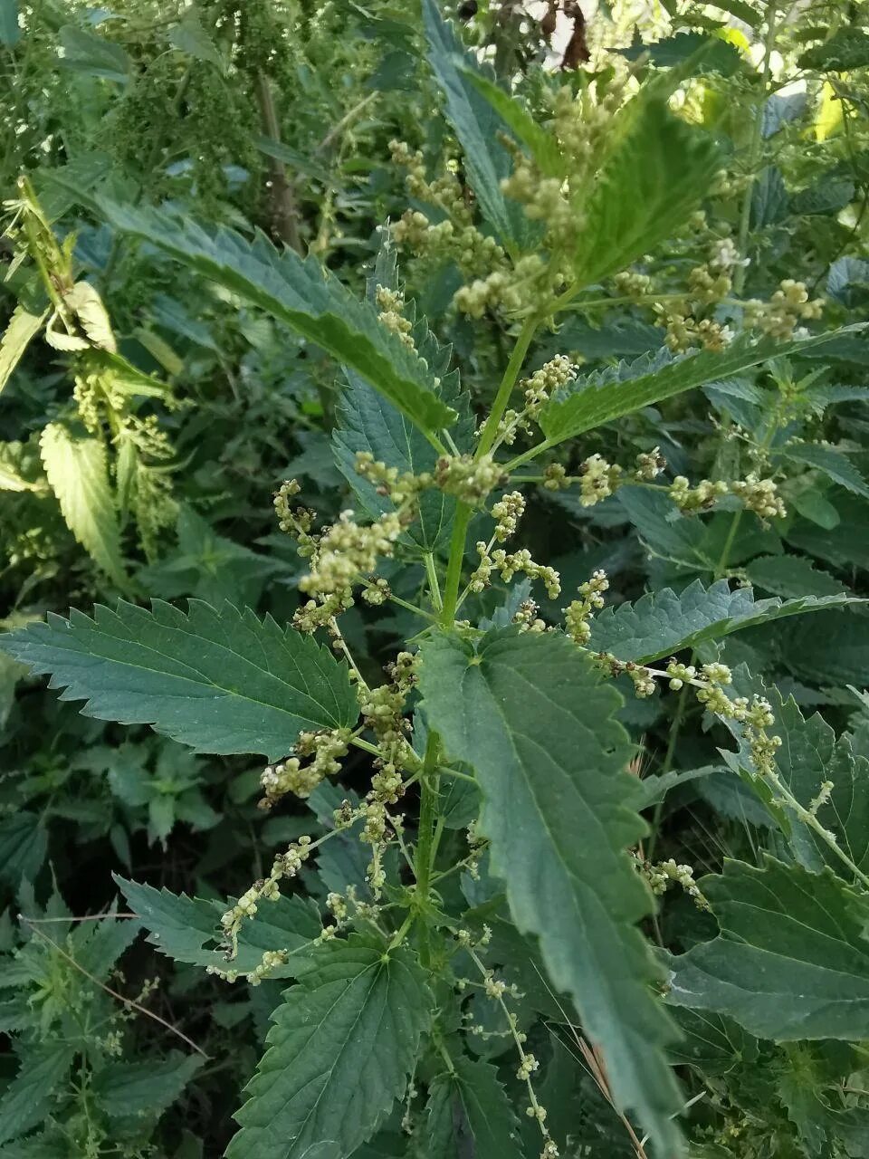 Крапива двудомная (Urtica dioica). Крапива двудомная (Urtica dioica l.). Крапива шариконосная (Urtica pilulifera). Крапива Киевская (Urtica Kioviensis). Крапива стелющаяся