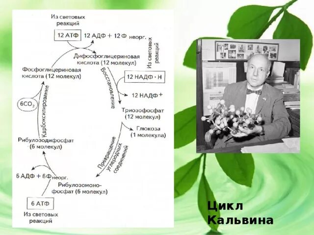 Протекают реакции цикла кальвина. Темновая фаза фотосинтеза цикл Кальвина с-3 путь. Цикл Кальвина Бенсона ферменты. Цикл Кальвина в фотосинтезе. Цикл Кальвина это в биологии.