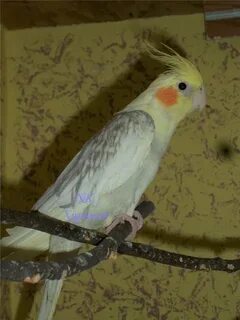 Пестрый кореллы