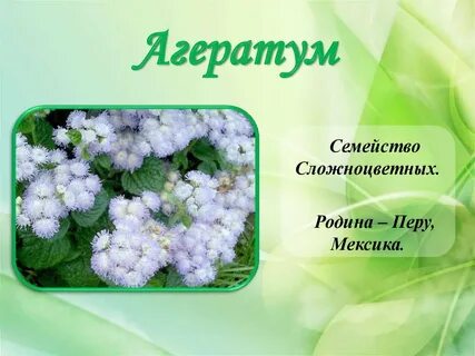 Растение разбор