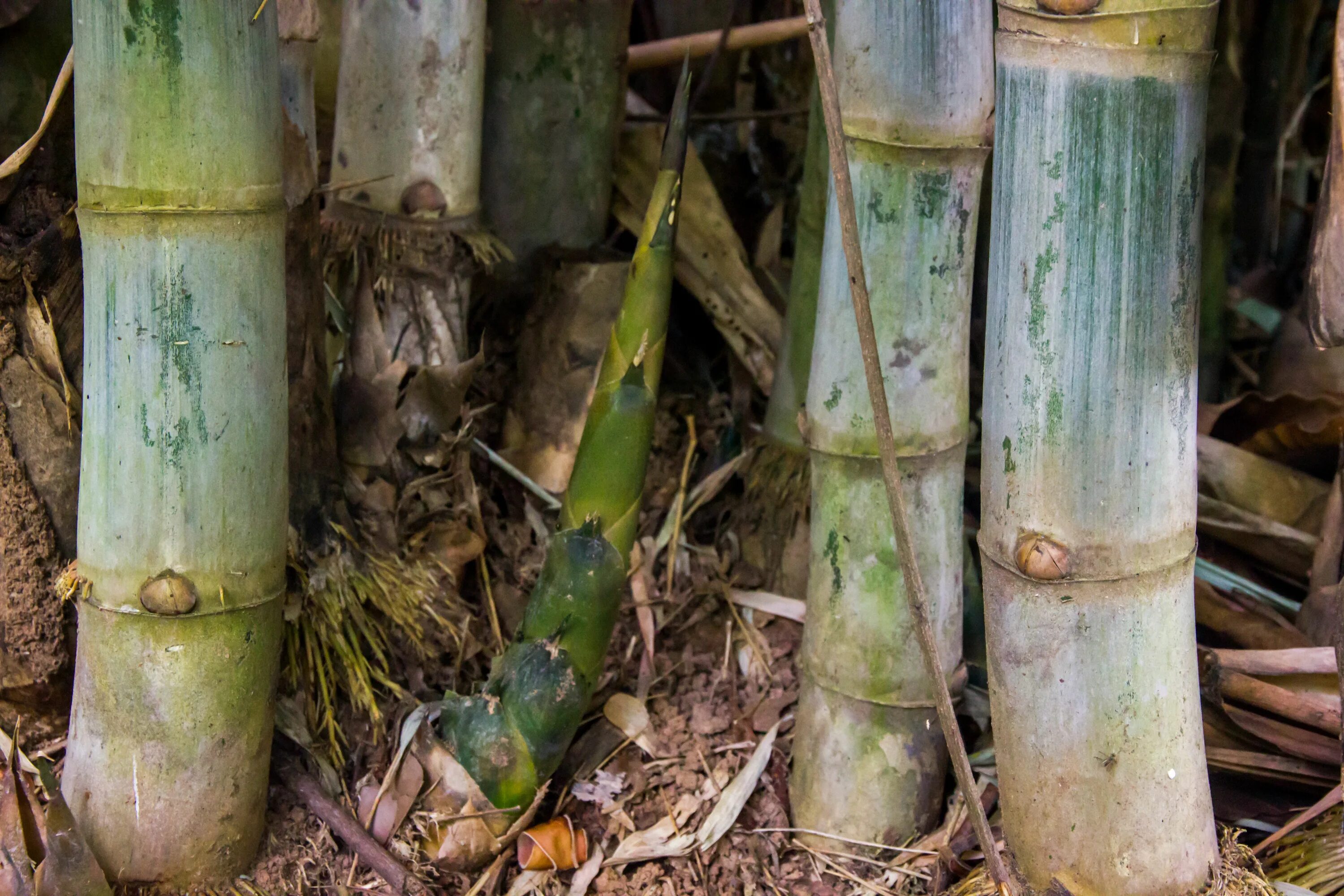 Побеги бамбука. Ростки бамбука. Молодой побег бамбука. Bamboo shoot. Вареные ростки бамбука (такэноко).