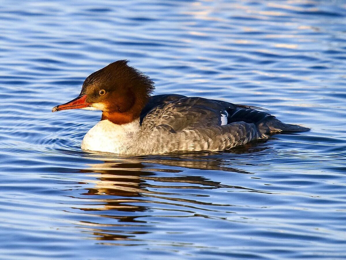 Крохаль птица. Большой крохаль Mergus Merganser. Большой крохаль утка. Крохаль самка. Красноголовый крохаль.