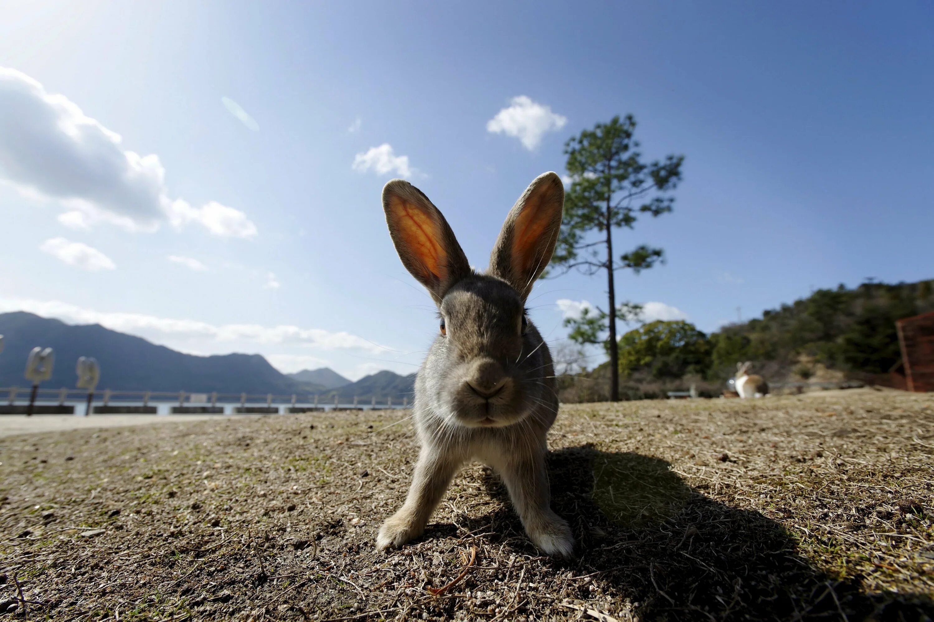 Six rabbits