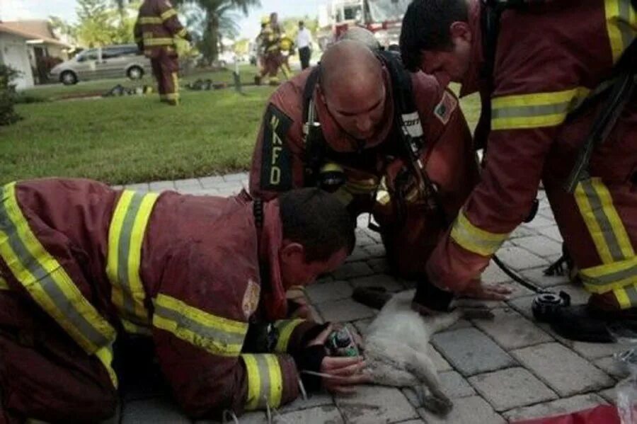 Amazing rescue
