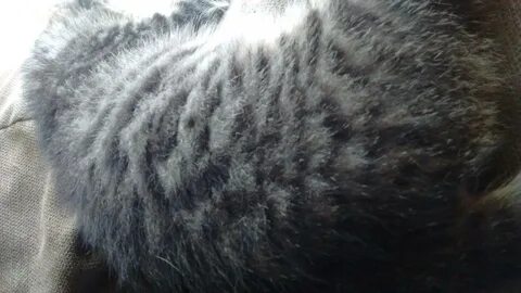 Кот шерсть выпадает причина