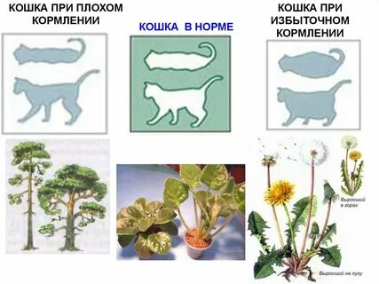 Изменчивость растений