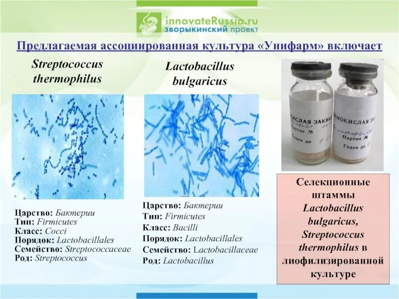 Молочнокислые бактерии при какой температуре. Закваска молочнокислых бактерий. Молочнокислый стрептококк (Streptococcus lactis). Виды кисломолочных бактерий. Формы молочнокислых бактерий.