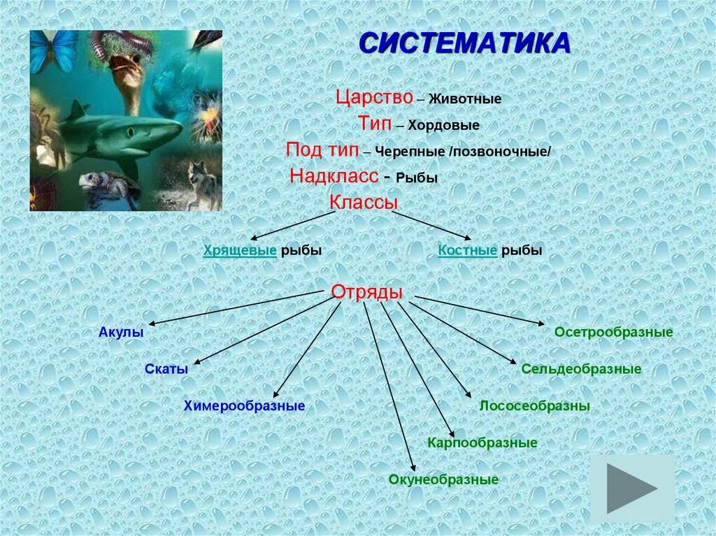 Систематика рыб схема 7 класс. Класс костно хрящевые рыбы отряды. Тип Хордовые Подтип позвоночные класс рыбы. Класс хрящевые систематика. Урок классы рыб 7 класс