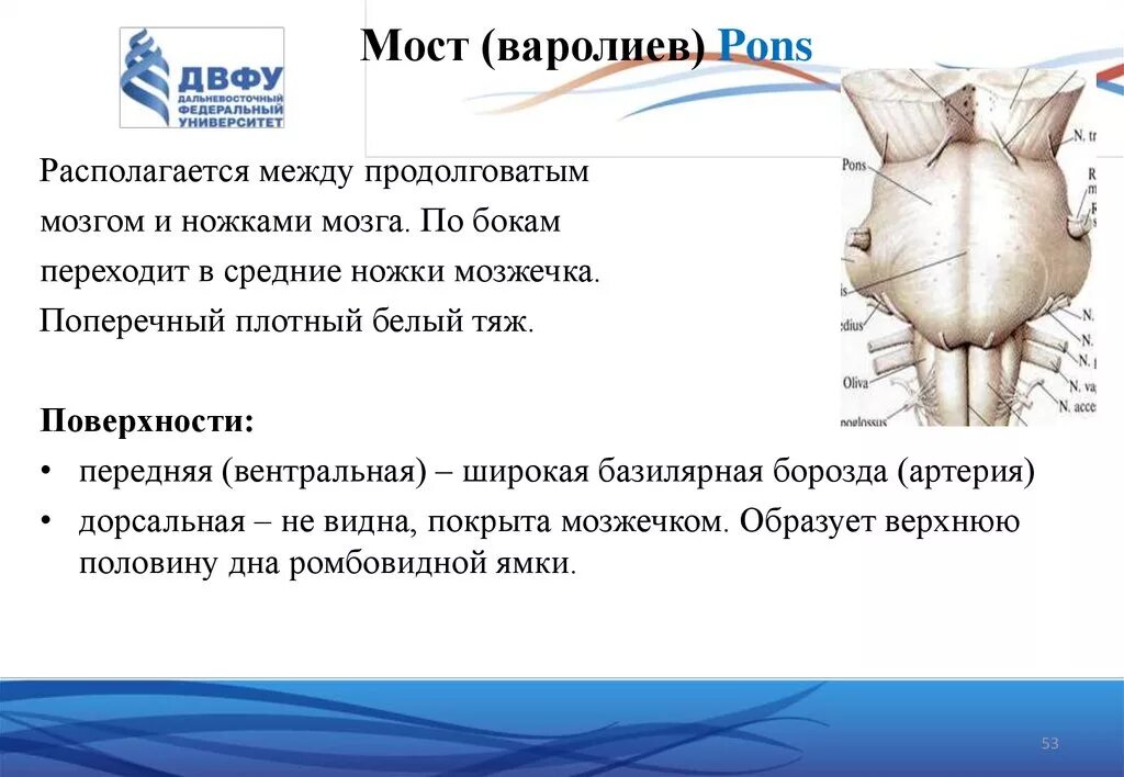 Мост мозга расположен. Строение мозга варолиев мост. Варолиев мост строение. Варолиев мост базилярная борозда. Варолиев мост анатомия.