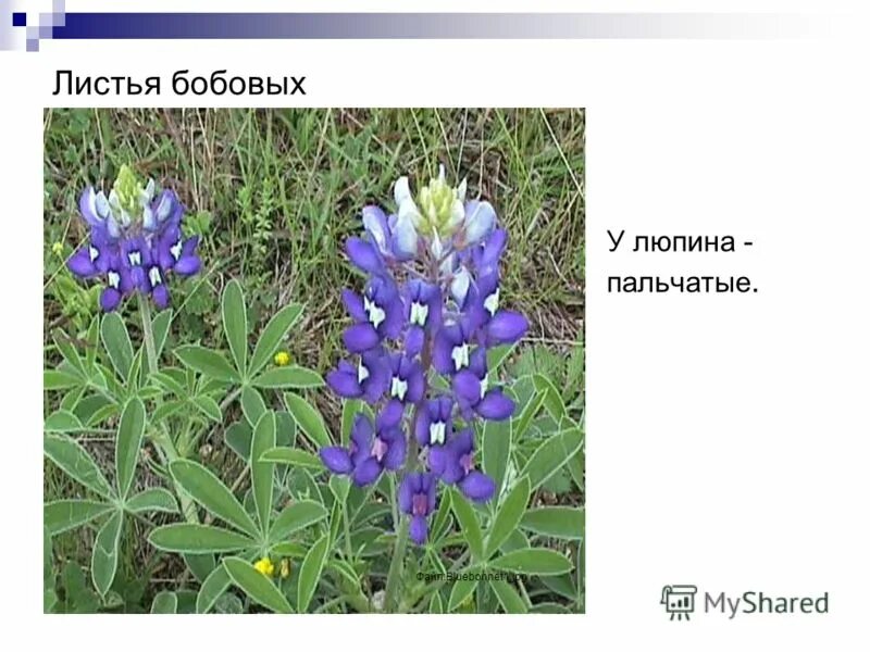 строение листьев бобовых. листья бобовых. семейство мотыльковые бобовые листья. листья бобовых. тройчатосложные листья у бобовых.