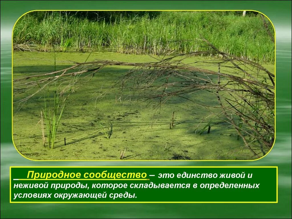 Что не является природным сообществом. Сообщество болота. Болто природное сообществ. Природное сообщество болото. Презентация на тему болото.