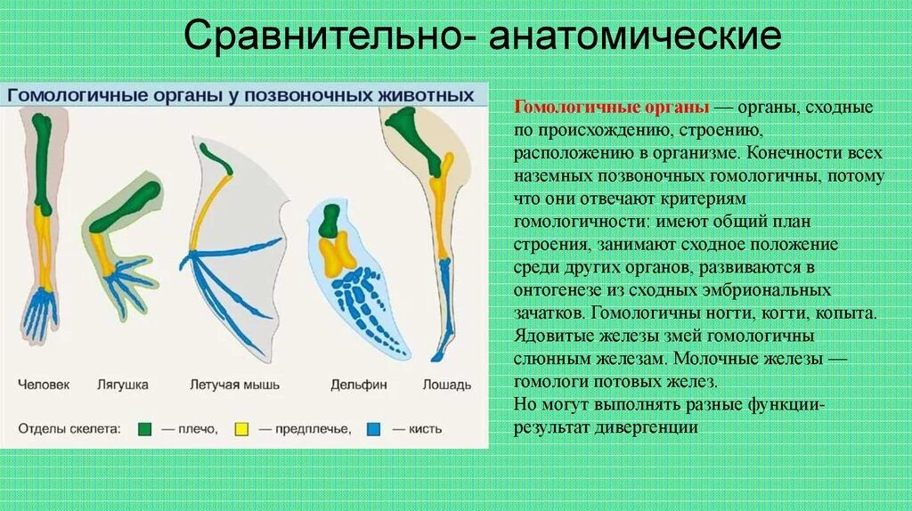 Почему различна роль. Эволюция передних конечностей наземных позвоночных. Гомологичные органы передние конечности позвоночных животных. Мравнительноанатомические органы. Сравнительно анатомические органы.