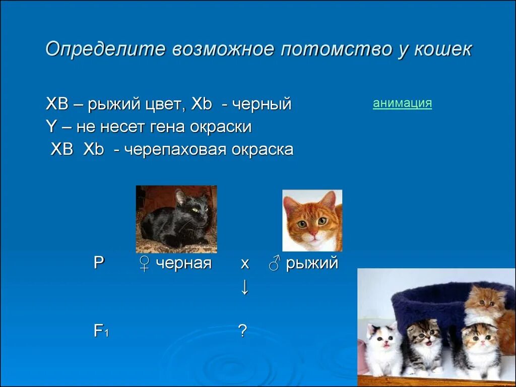 Черепаховая окраска генотип. Черепаховая окраска кошки генотип. Гены черепаховой кошки. Наследование черепаховой окраски у кошек.