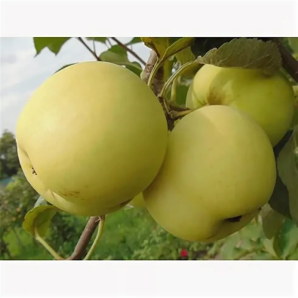 Яблоня папировка белый налив. Яблоня белый налив опылители. Саженцы яблоня белый налив. Яблоня белый налив характеристика. Яблоня сорт папировка.