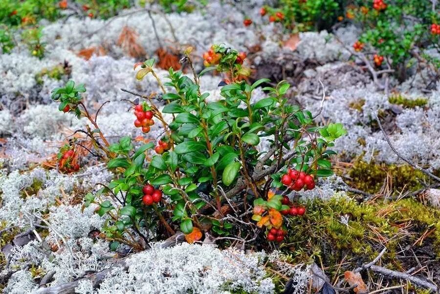 Plant north. Тундра ягель ягода. Морошка Северная Тундровая ягода. Ягель, Морошка, брусника. Мох брусника ягель тундра.