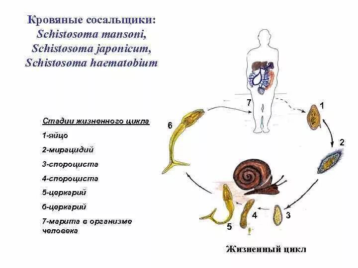 Шистосома гематобиум жизненный цикл. Цикл развития кровяного сосальщика схема. Жизненный цикл шистосомы кишечной. Жизненный цикл шистосомы схема.