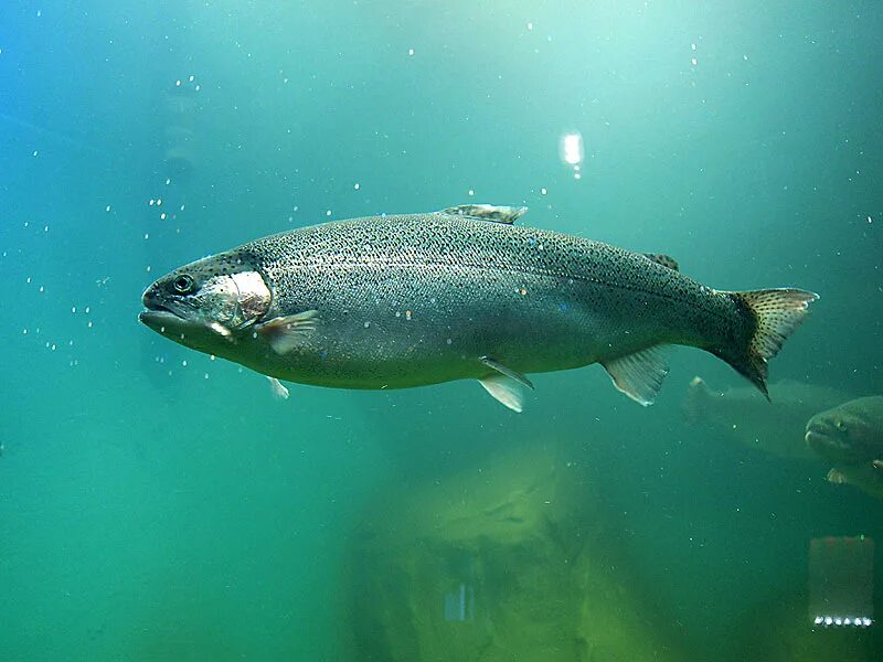 Атлантическая форель лосось. Аляскинский лосось. Лосось во сне. Видеть во сне филк лососи. Салмон лосось.
