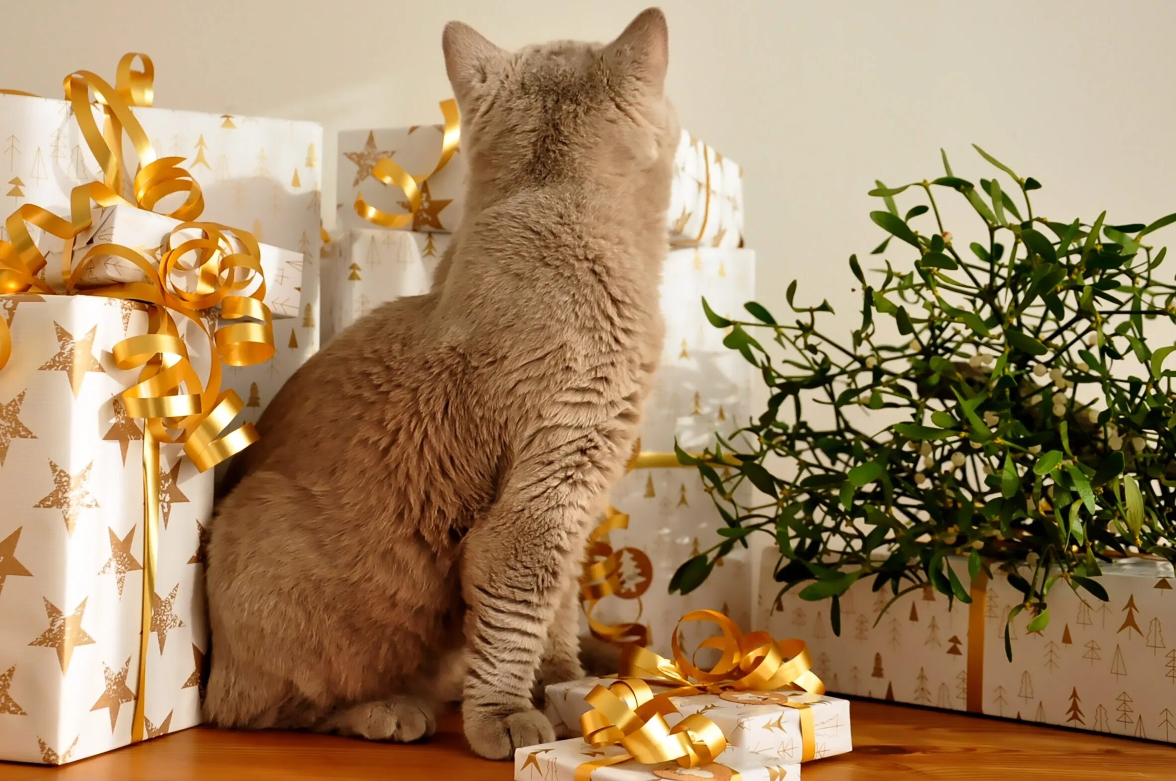 Cats site
