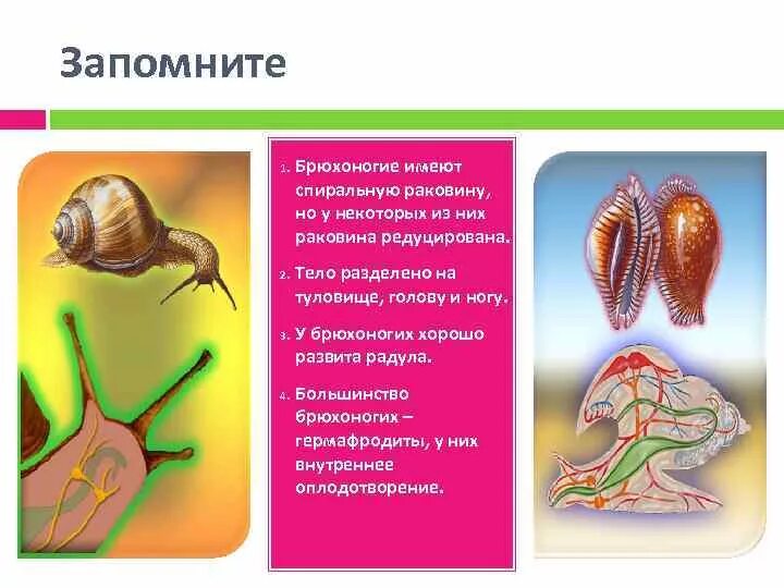 Редуцирована раковина у моллюсков. Класс брюхоногие внутреннее строение. У брюхоногих моллюсков редуцированная раковина. Размножение брюхоногих.