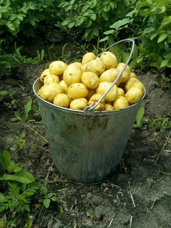 Ведро картошки фото. Картофель в ведре. посадочная картошка. ведро картошки семенной. ведро мелкой картошки.