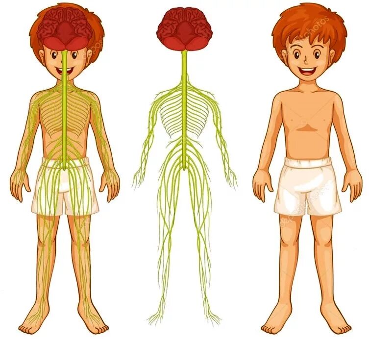 Нервная система у детей 7 лет. Нервная система человека схема для детей. Нервная система человека ребенка. Нервная система человека анатомия. Нервная система человека для дошкольников.