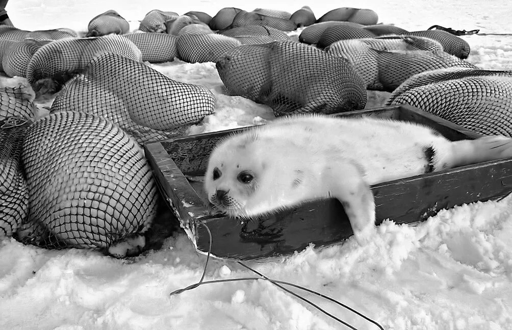 Юкола нивхи. Китобойный промысел берингово море. Промысел пушнины в тайге. Промысел животных. Тюлений промысел в россии.