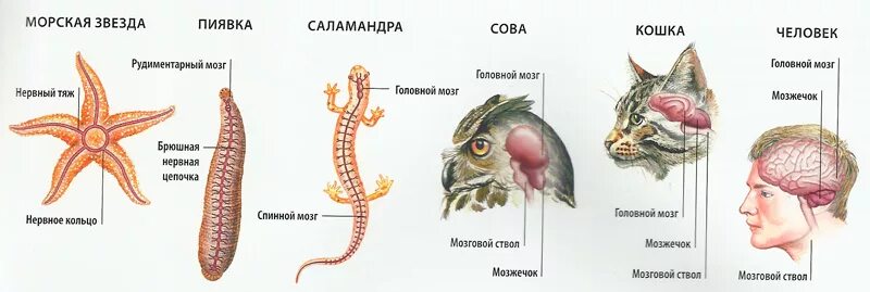 Эволюция систем органов нервной системы животных. Эволюция нервной системы беспозвоночных животных. Строение головного мозга у беспозвоночных и позвоночных животных. Эволюция систем органов животных нервная система таблица. У каких беспозвоночных животных нервная система образована