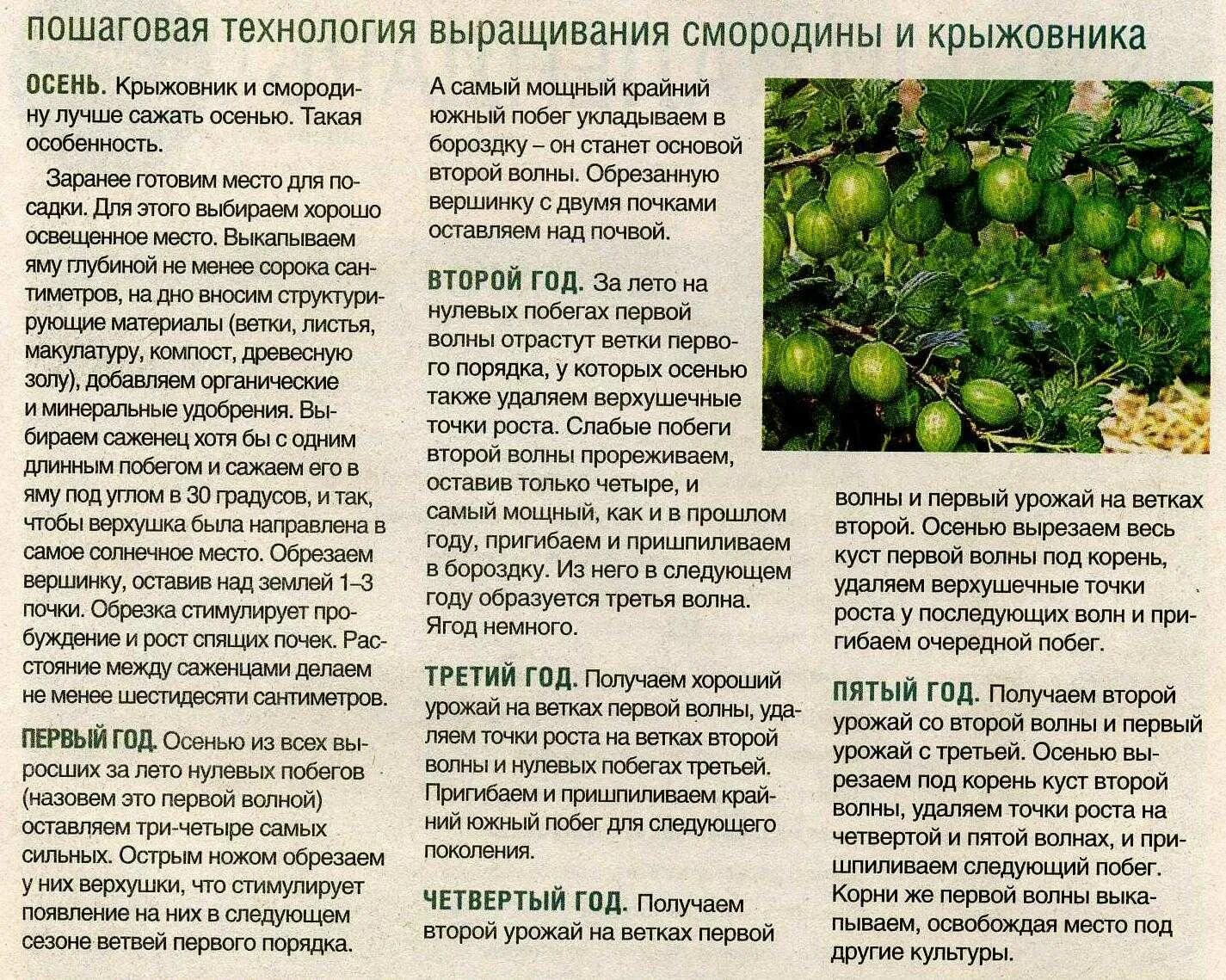 Чем подкормить кусты смородины и крыжовника. Схема подкормки крыжовника. таблица подкормка крыжовника. крыжовники лучшие сорта крыжовника. таблица ухода за смородиной.