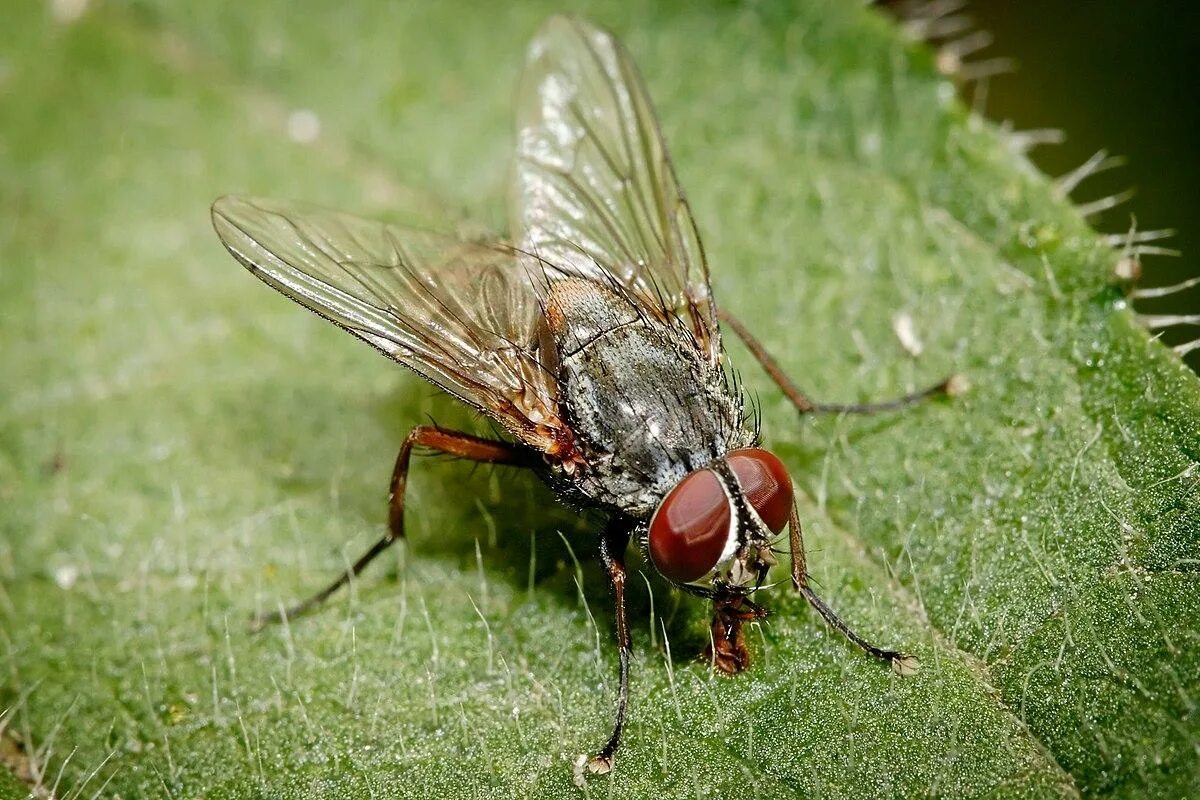 Мухи в лесу. Musca domestica комнатная Муха. Муха домашняя Musca domestica. Осенняя жигалка Муха. Жигалка обыкновенная.