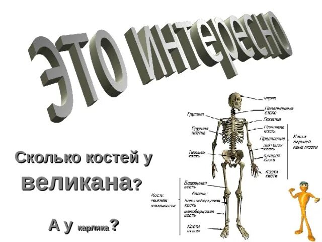 Сколько костей. Количество костей у человека взрослого и ребенка. Стенд на тему скелет.