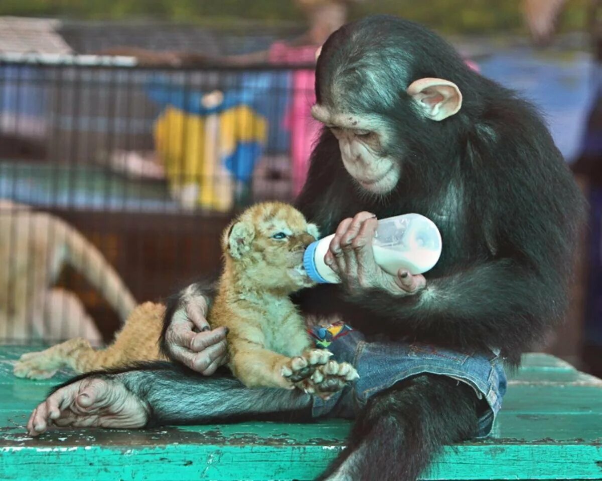 Обезьяна и кот. Обезьянка. Детеныш шимпанзе. Животные помогают друг другу. Обезьяны с другими животными.