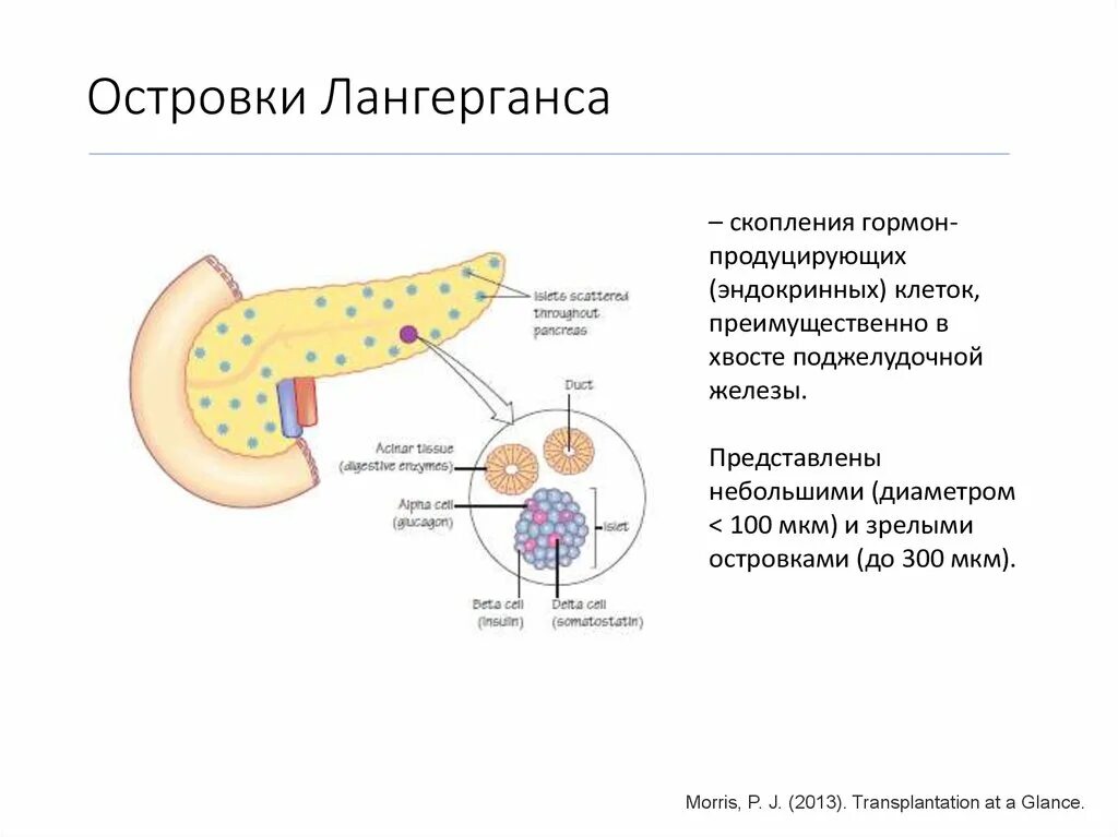 Эндокринные клетки островков лангерганса. Островки Лангерганса поджелудочной железы. Дельта клетки поджелудочной железы. Клетки островков Лангерганса поджелудочной железы. Островки Лангерганса функции.